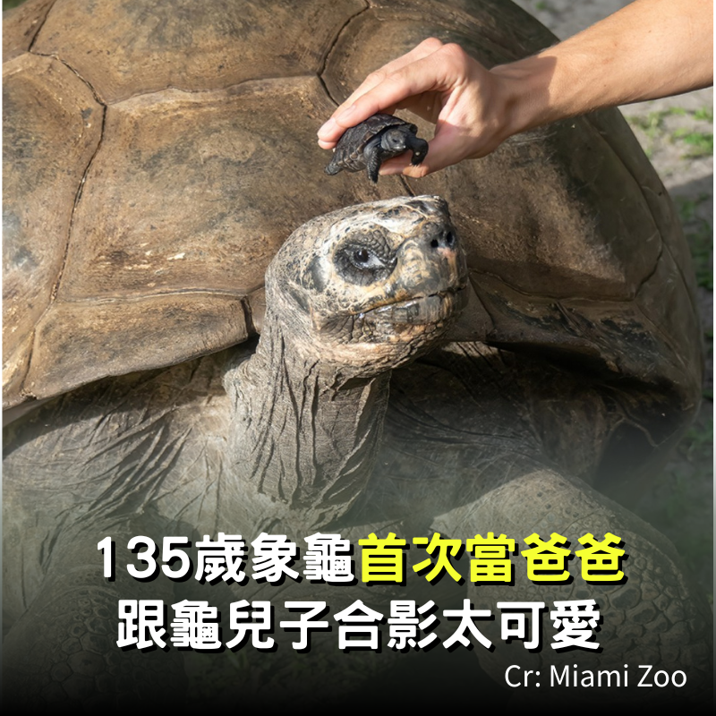 象龜135歲首當爸！父子「世紀同框」龜兒子太可愛