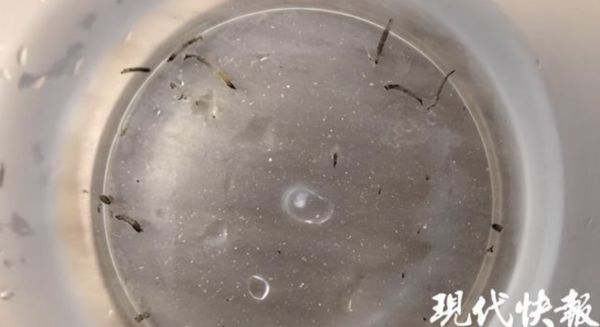 中邪？8歲女童「每天狂吐活蟲」看醫生沒用　他「一看家中廁所」嚇壞了