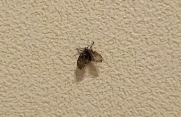 中邪？8歲女童「每天狂吐活蟲」看醫生沒用　他「一看家中廁所」嚇壞了