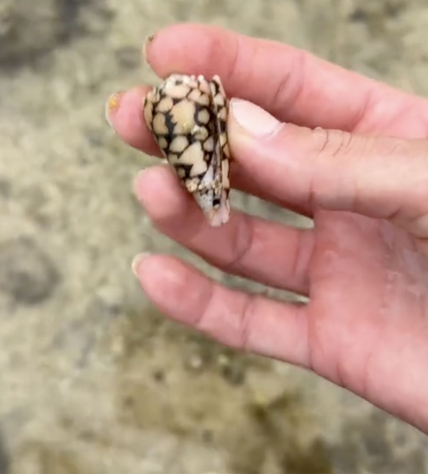 海邊發現花紋貝殼！她好奇撿起來看「才知是最毒殺手」　差點喪命驚喊：「目前還沒解毒劑」
