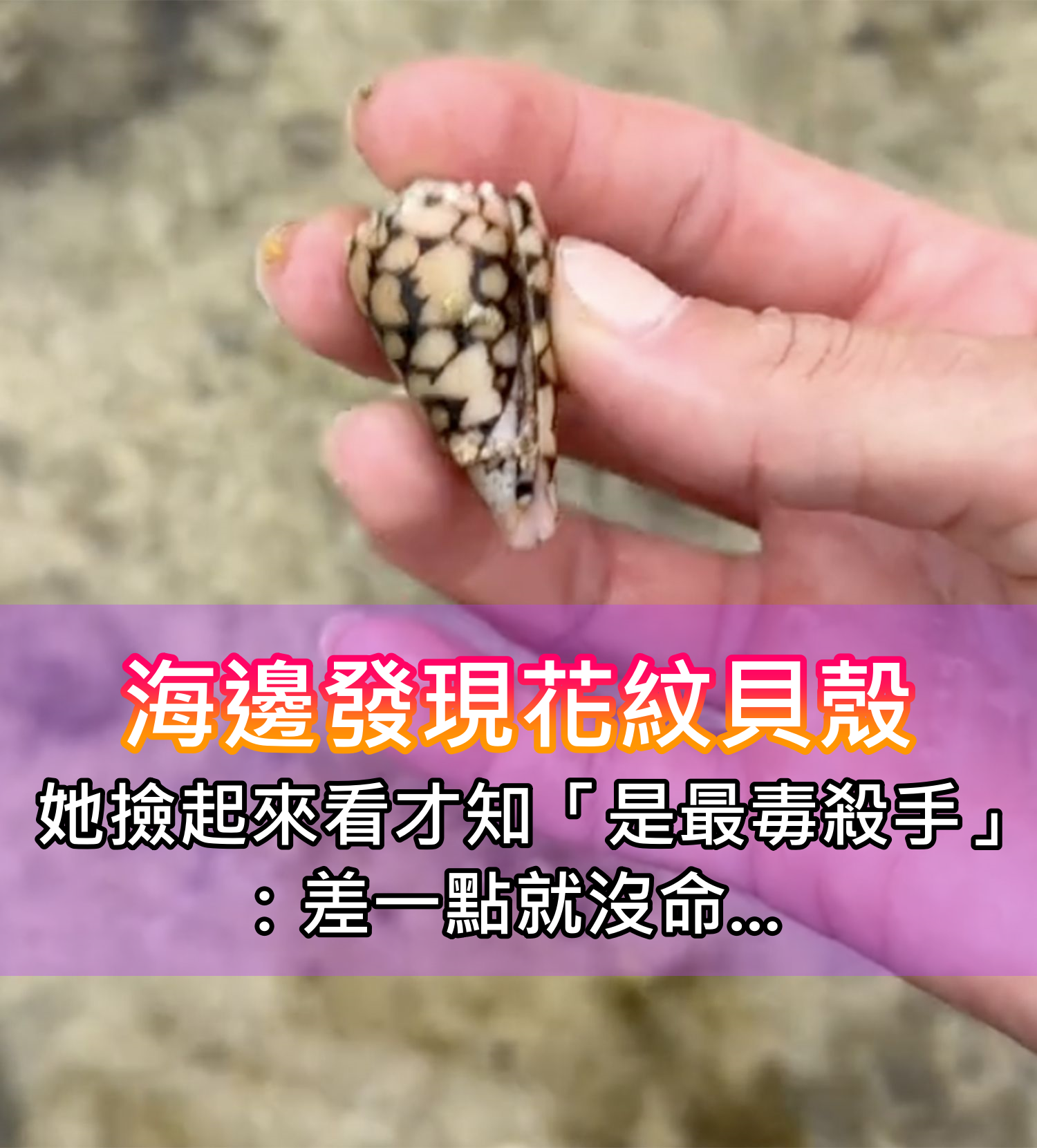 海邊發現花紋貝殼！她好奇撿起來看「才知是最毒殺手」　差點喪命驚喊：「目前還沒解毒劑」