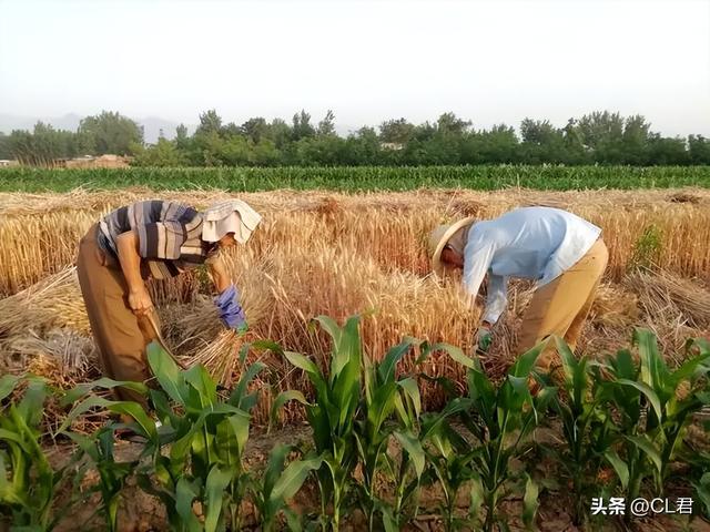 六月初一到！俗話早看天「一年不用問神仙」　出現一情況「是個好預兆」：年景好