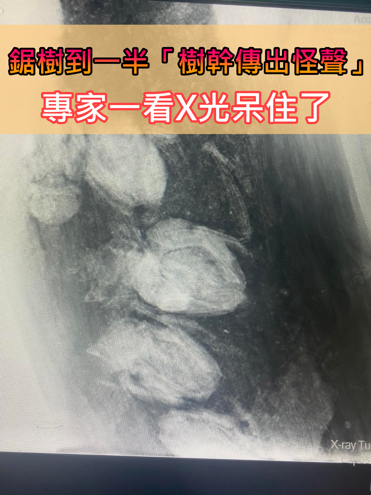 鋸樹到一半「樹幹傳出奇怪叫聲」！照X光驚見「5個白影」專家傻眼：幸好有發現！