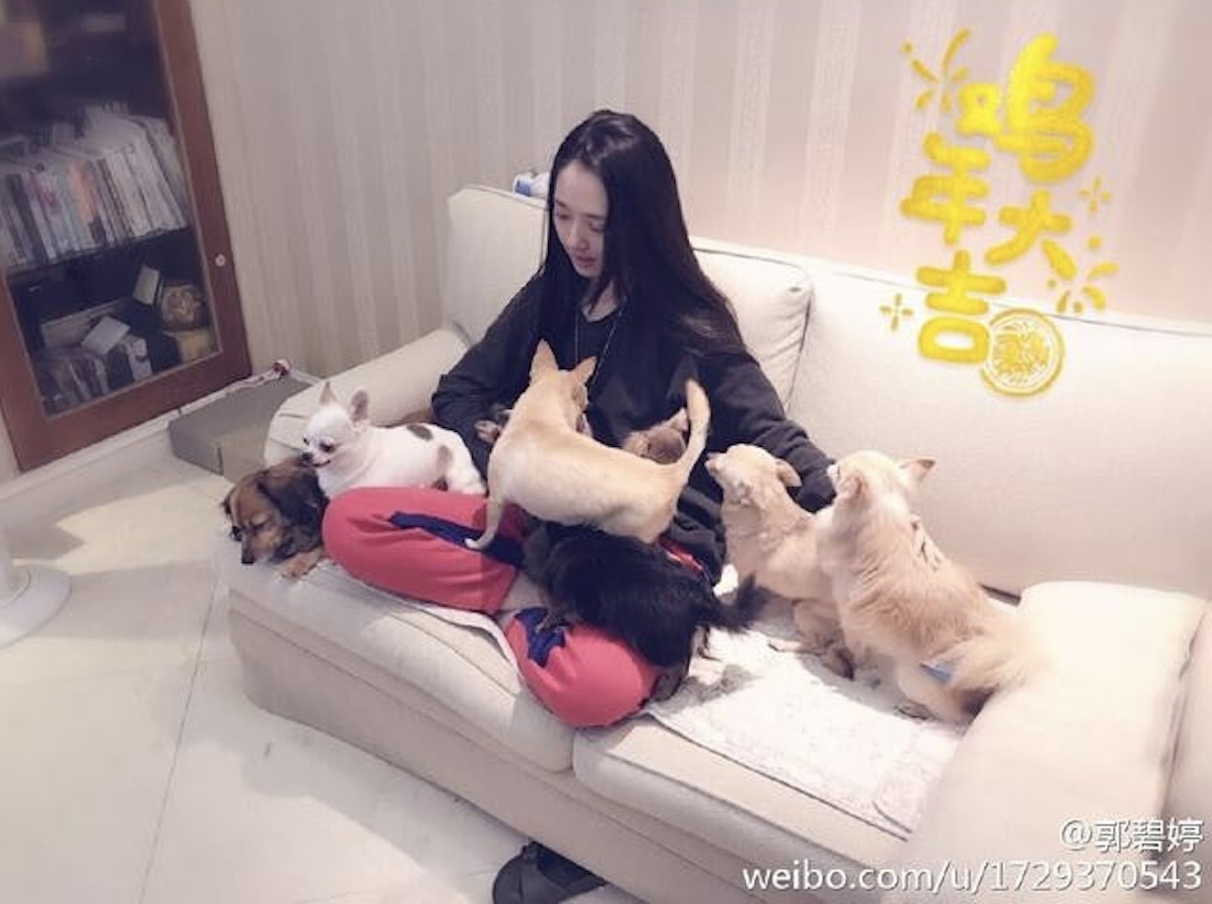 41歲氣質女星「獲婆婆巨額贊助」！買地蓋屋養「上百隻流浪動物」