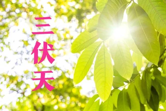 「三伏熱不熱，就看六月初六」看今天就知道，今年夏天會很熱嗎
