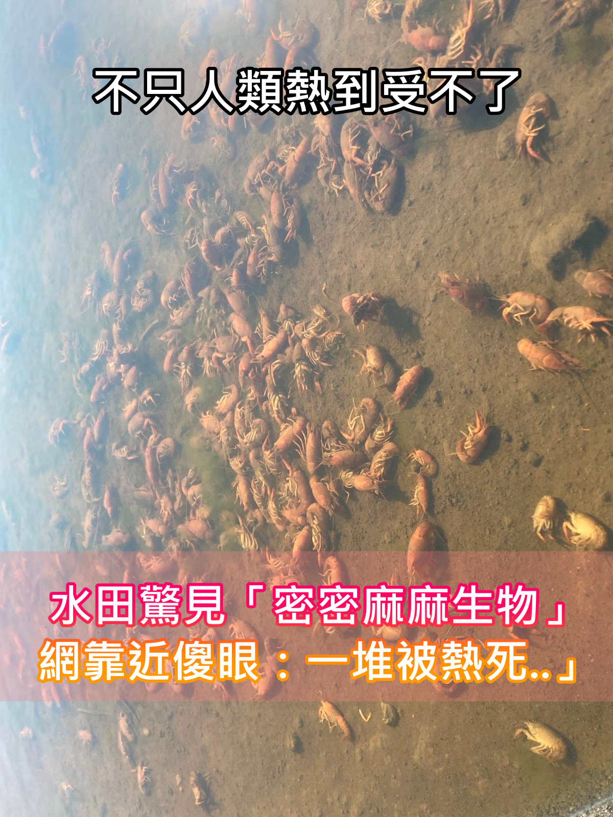 不只人類受不了！夏天熱爆「水田驚見密密麻麻生物」　靠近看網呆掉「一堆被熱死...」　