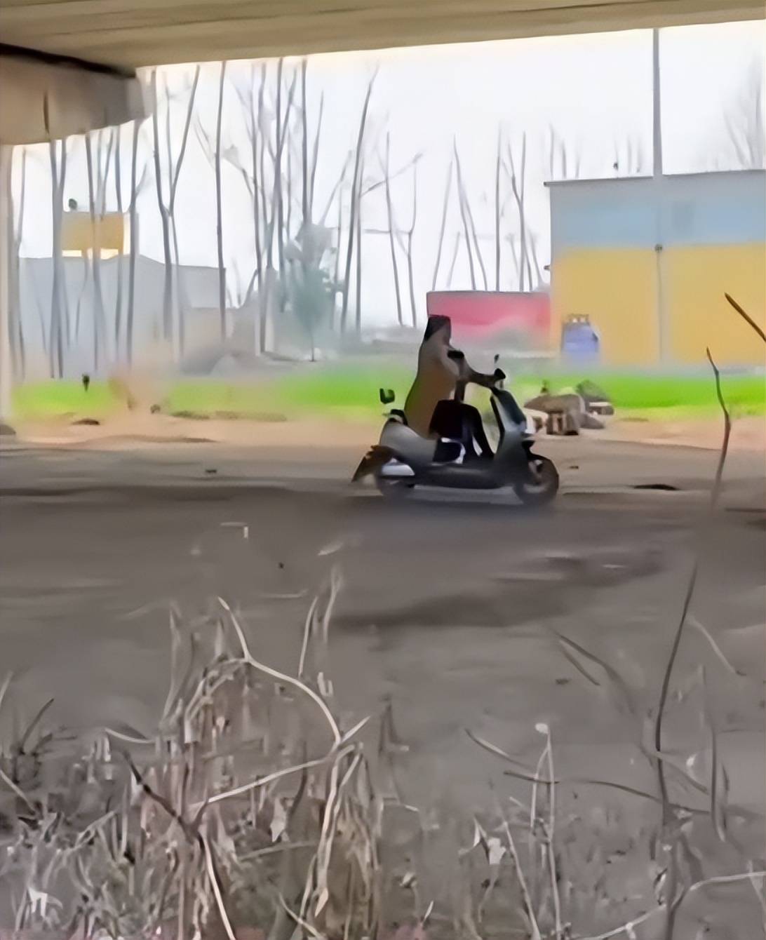 她騎車到橋底下！緊張兮兮「環顧草叢一圈」　精彩下一秒「他全程目擊」：有瓜可以吃了