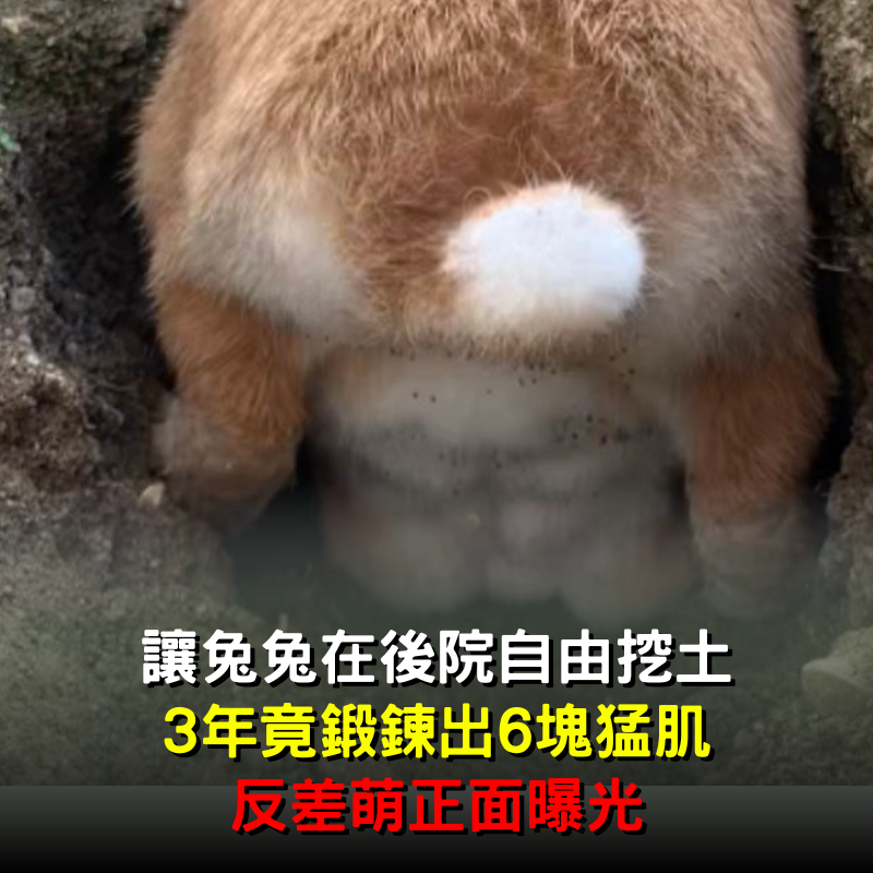 讓兔兔自由「在後院挖土」！3年竟「鍛鍊出6塊肌」比人類還勇猛正面曝光