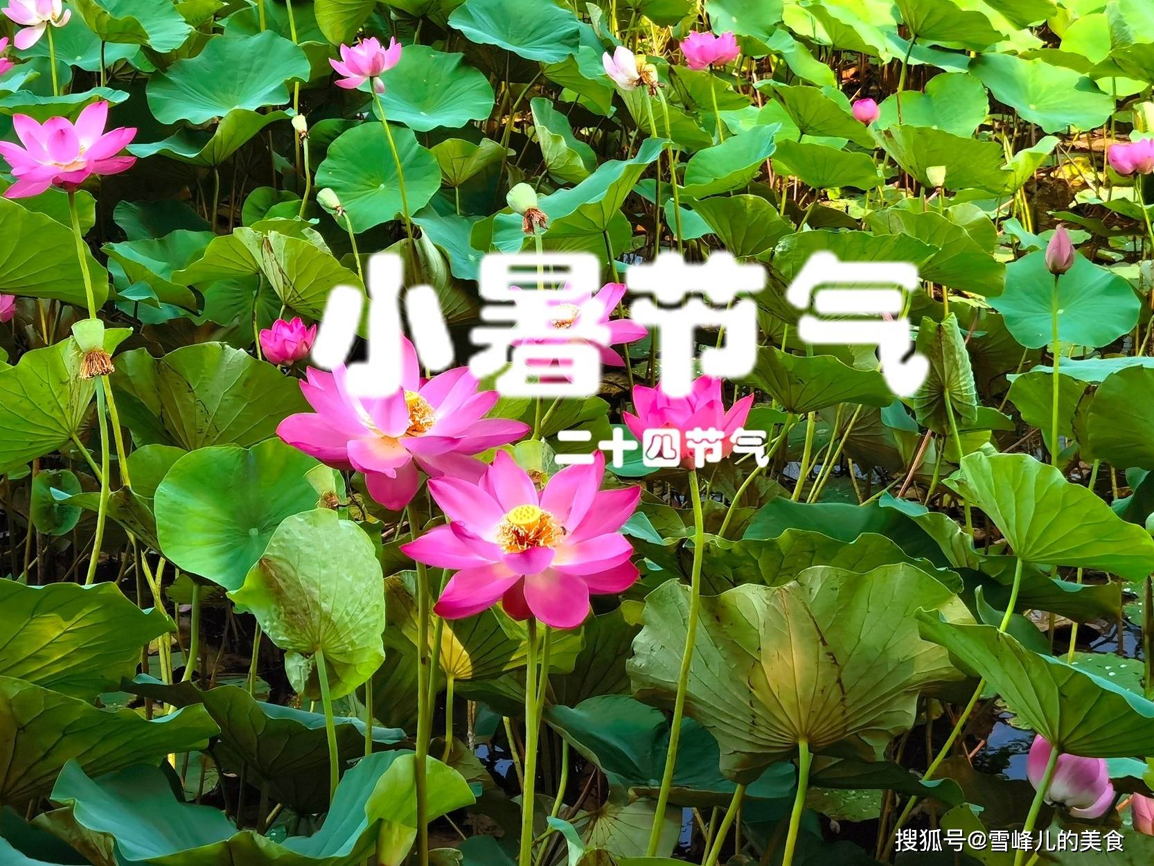 7月7日迎小暑！再忙也要記得「吃3樣、忌2事」　入伏「消暑氣不生病」：老一輩的智慧