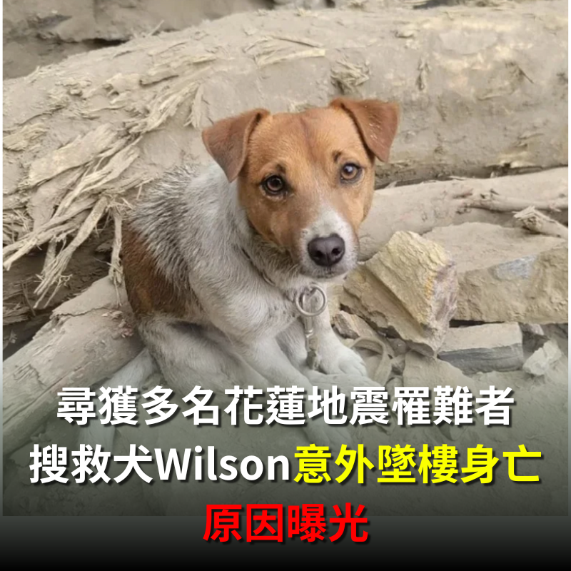快訊／花蓮地震曾尋獲多名罹難者！搜救犬Wilson「意外墜樓身亡」原因曝光