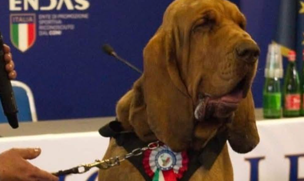 英雄嗅探犬誤食「塞滿釘子香腸」身亡！懷疑遭「有心人士報復」警方嚴厲譴責