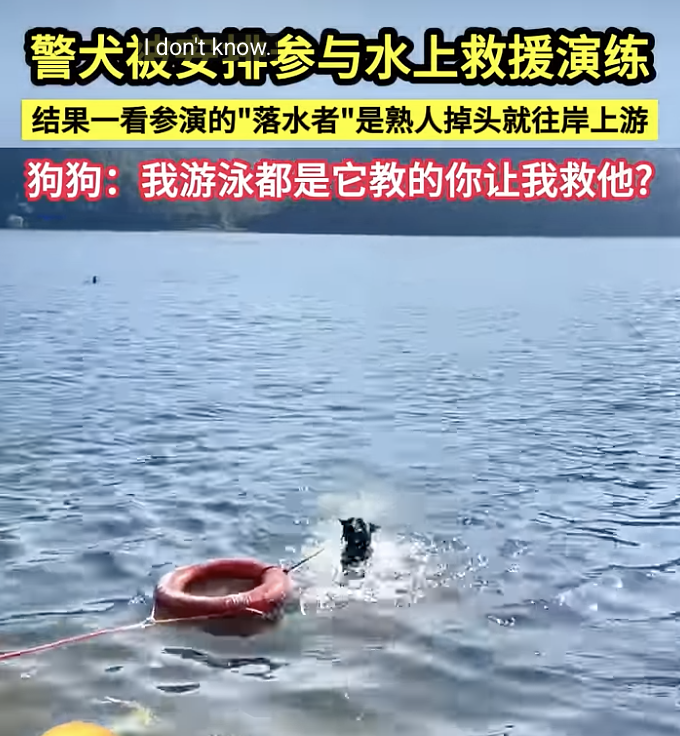 警犬直衝溺水現場救援！游近「發現是熟悉面孔」連救生圈一起掉頭離去