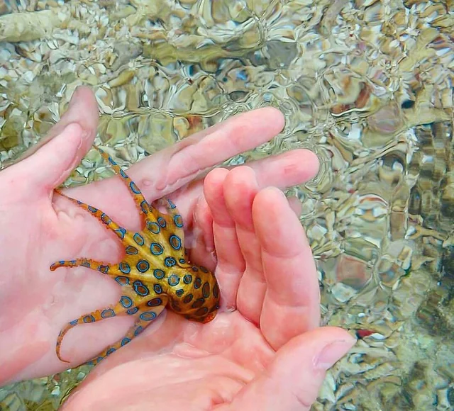 差一點就沒命！買芥末章魚吃「發現藍藍觸角」　他嚇瘋催吐「醫生竟喊沒解藥」　