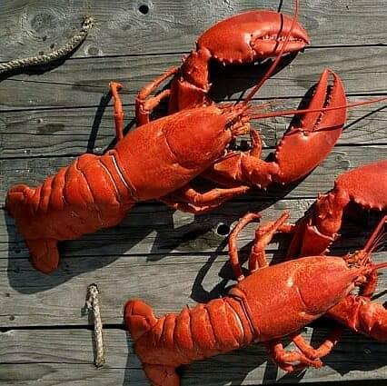 放大版蟑螂？整桌龍蝦大餐「獵奇擺盤食慾全無」　一看「恐怖煮熟照」再度崩潰了