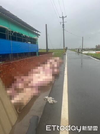嘉義驚傳「百隻豬離奇慘叫當場暴斃」！　豬農心痛「控台電疏失」：颱風來時反而沒事