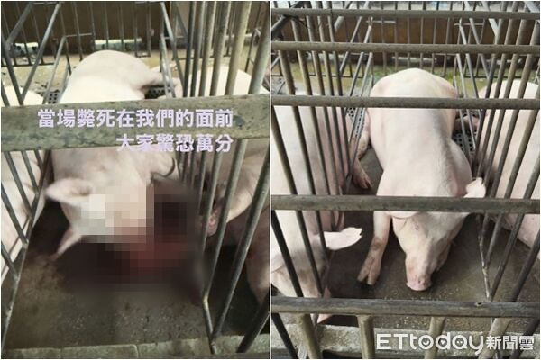 嘉義驚傳「百隻豬離奇慘叫當場暴斃」！　豬農心痛「控台電疏失」：颱風來時反而沒事