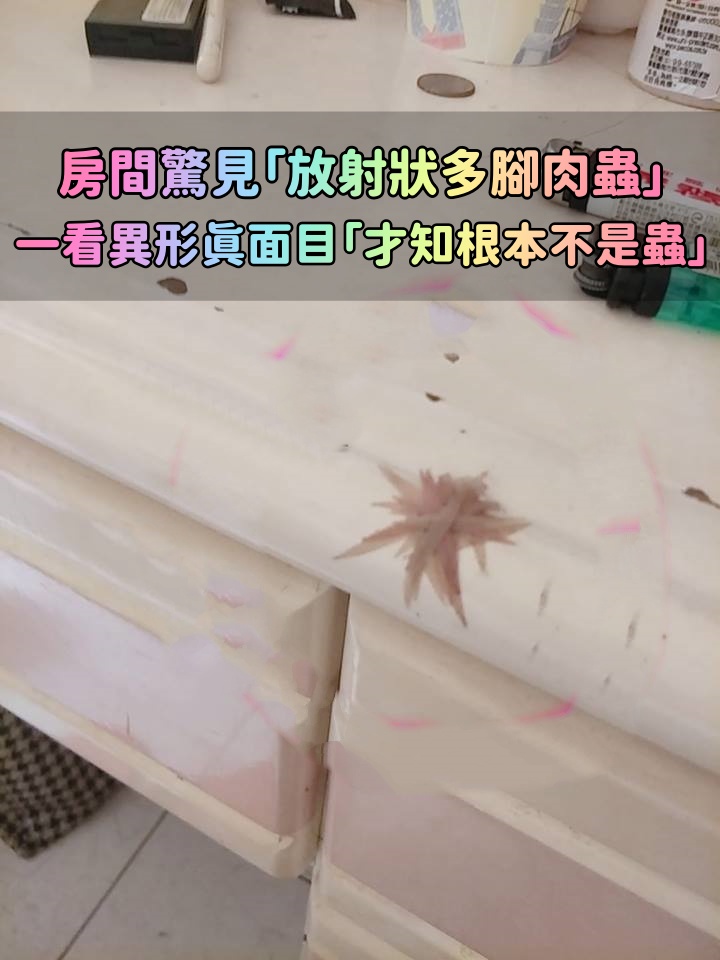 以為有喇牙！房間驚見「放射狀多腳肉蟲」嚇壞　靠近一看「異形真面目」網推爆：女生才懂的苦