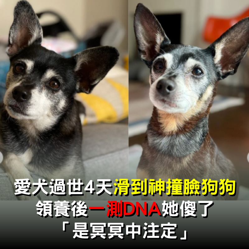愛犬過世4天滑到「神撞臉狗狗」！領養後一測DNA她傻了：是冥冥中注定