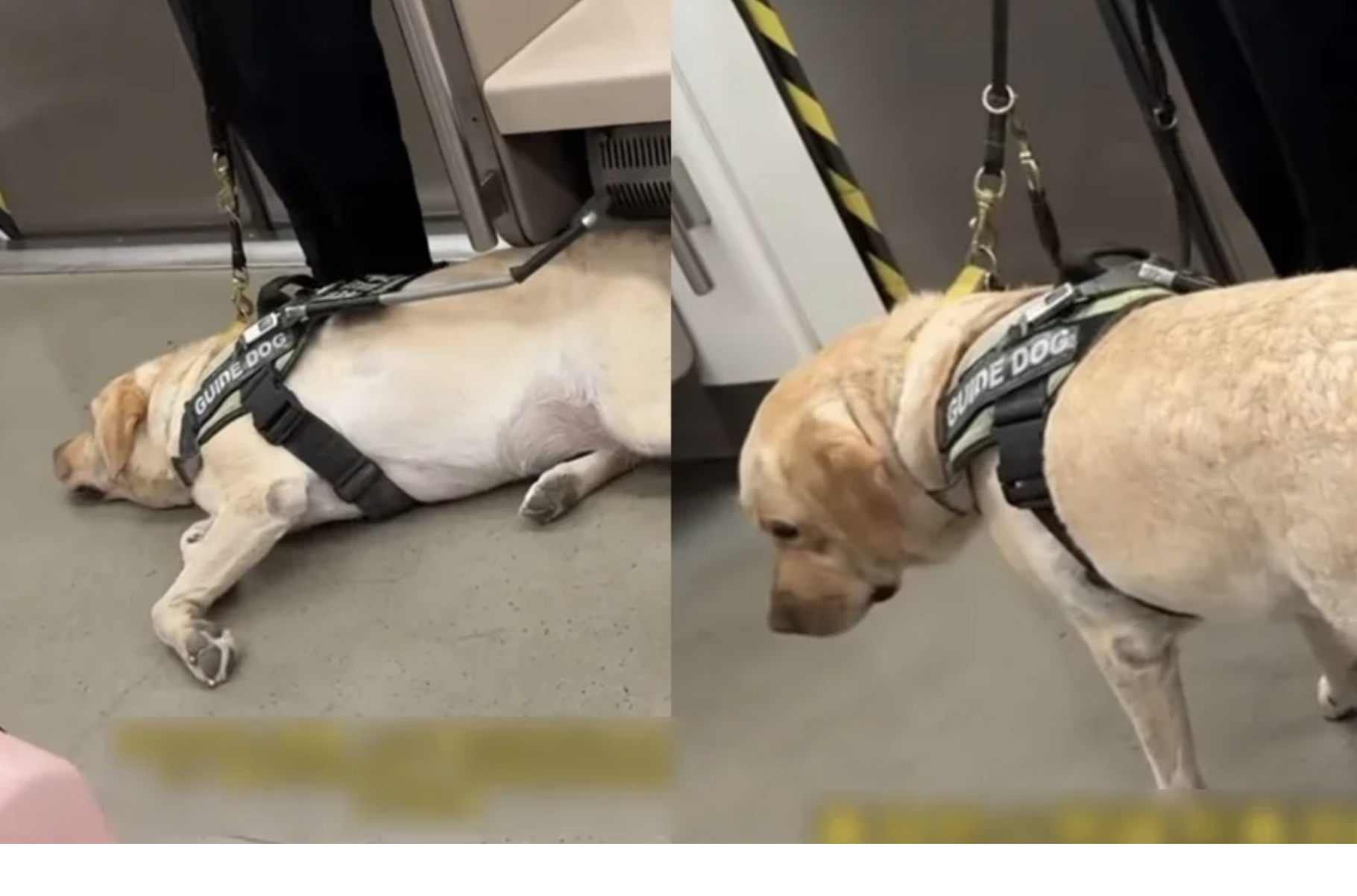 導盲犬上車廂才準備休息！ 「聽1關鍵字秒起身」認真盡責背影網看哭