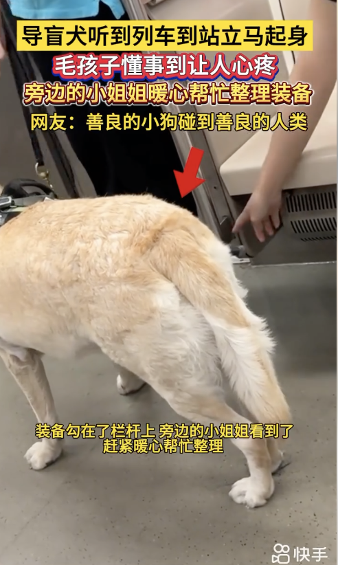 導盲犬上車廂才準備休息！ 「聽1關鍵字秒起身」認真盡責背影網看哭