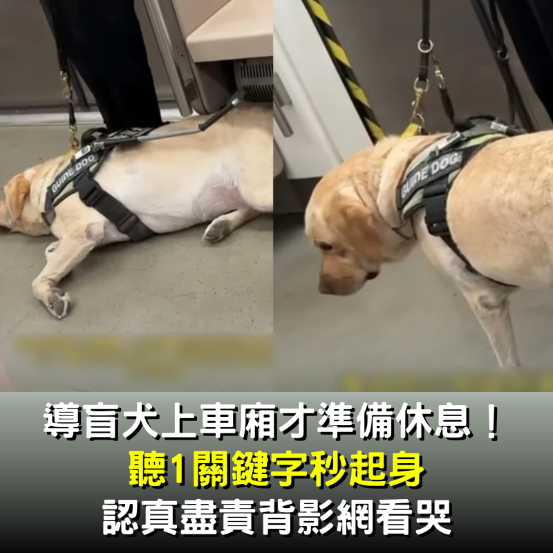 導盲犬上車廂才準備休息！ 「聽1關鍵字秒起身」認真盡責背影網看哭