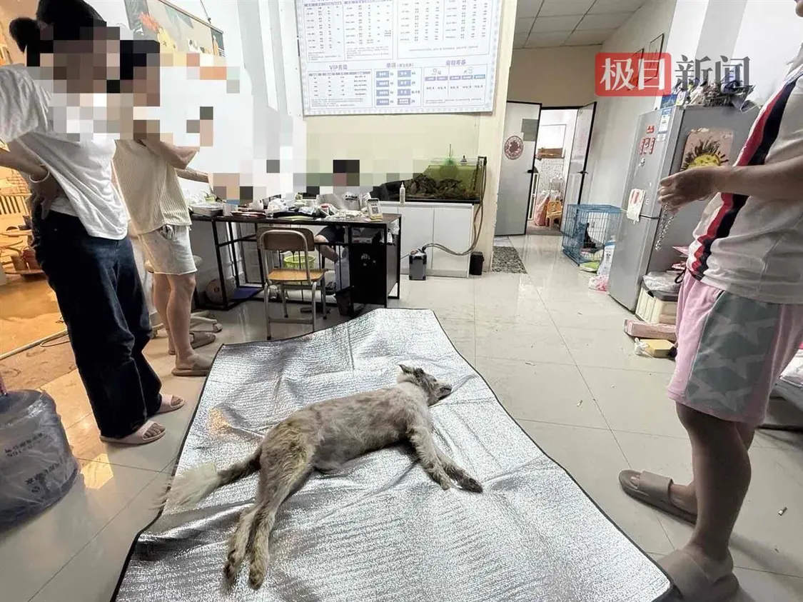 寄養愛犬在寵物店竟「放烘乾箱1小時」活活烤死 　事後竟還謊稱：牠是中暑