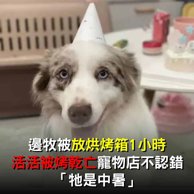 寄養愛犬在寵物店竟「放烘乾箱1小時」活活烤死 　事後竟還謊稱：牠是中暑