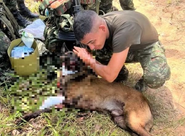 警犬遭炸斷腿「仍努力爬回領犬員身邊」！仍不敵傷勢殉職亡全國哀悼