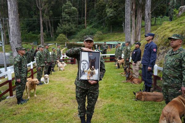 警犬遭炸斷腿「仍努力爬回領犬員身邊」！仍不敵傷勢殉職亡全國哀悼