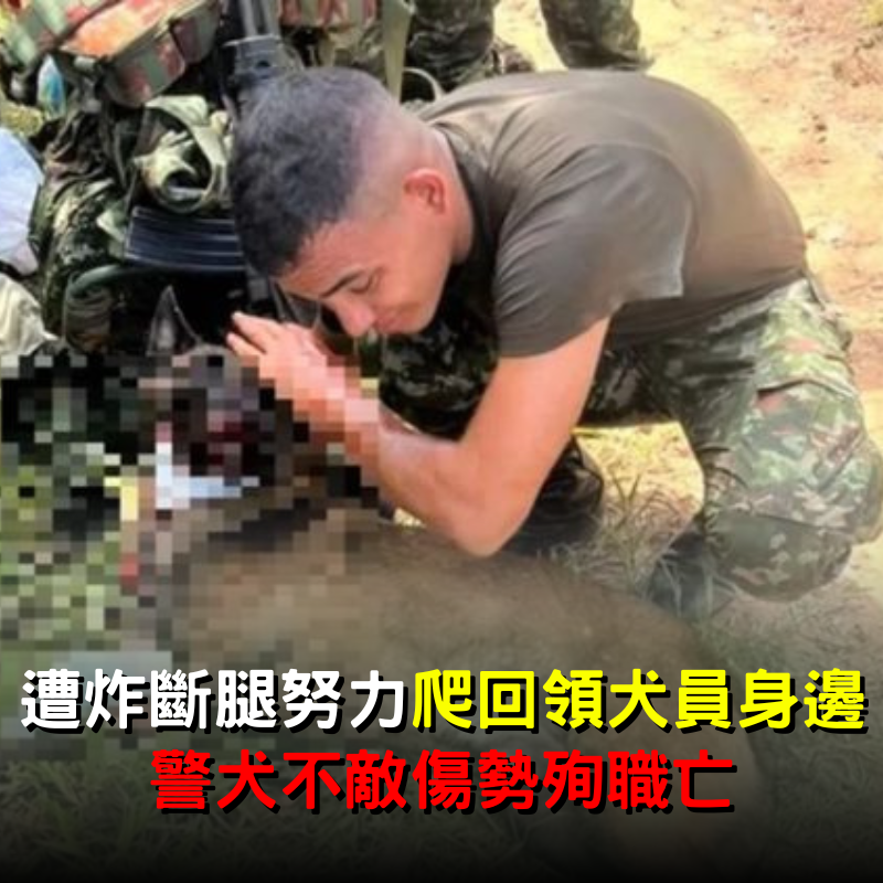 警犬遭炸斷腿「仍努力爬回領犬員身邊」！仍不敵傷勢殉職亡全國哀悼