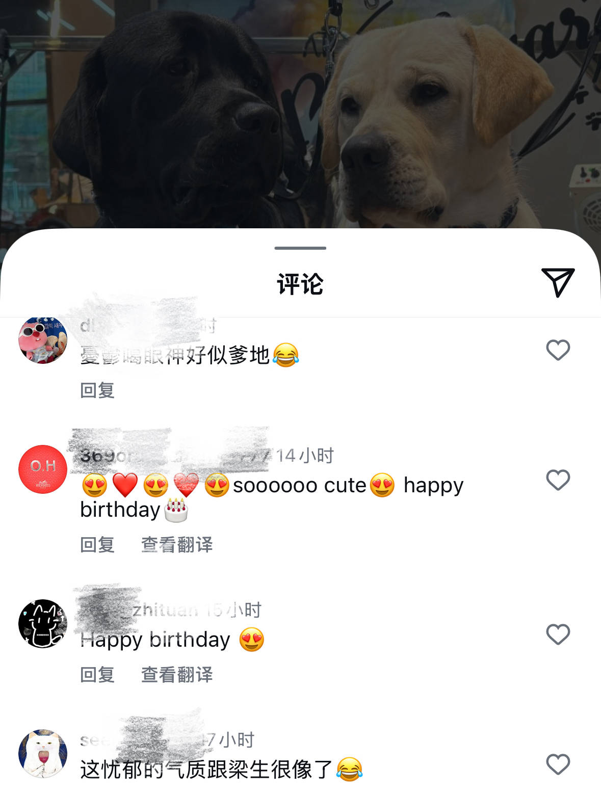 59歲女星嗨幫2愛犬慶生！狗狗竟撞臉「老公憂鬱眼神」：根本一模一樣