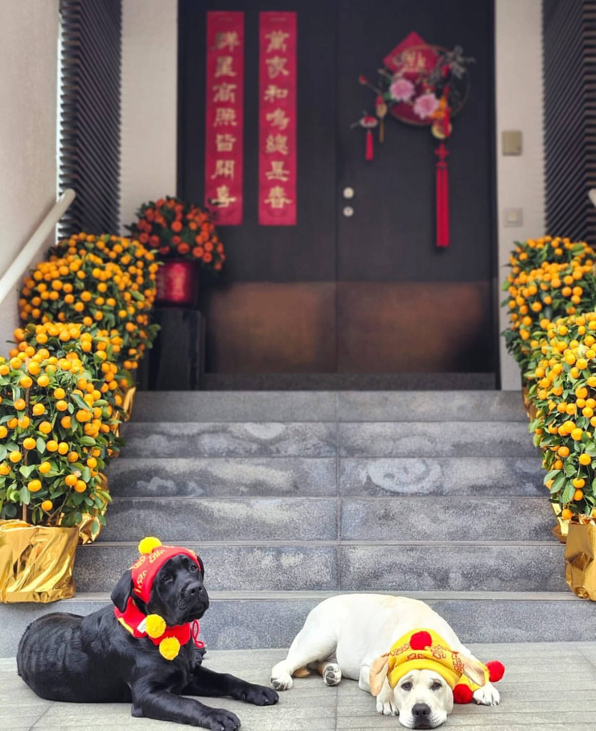 59歲女星嗨幫2愛犬慶生！狗狗竟撞臉「老公憂鬱眼神」：根本一模一樣