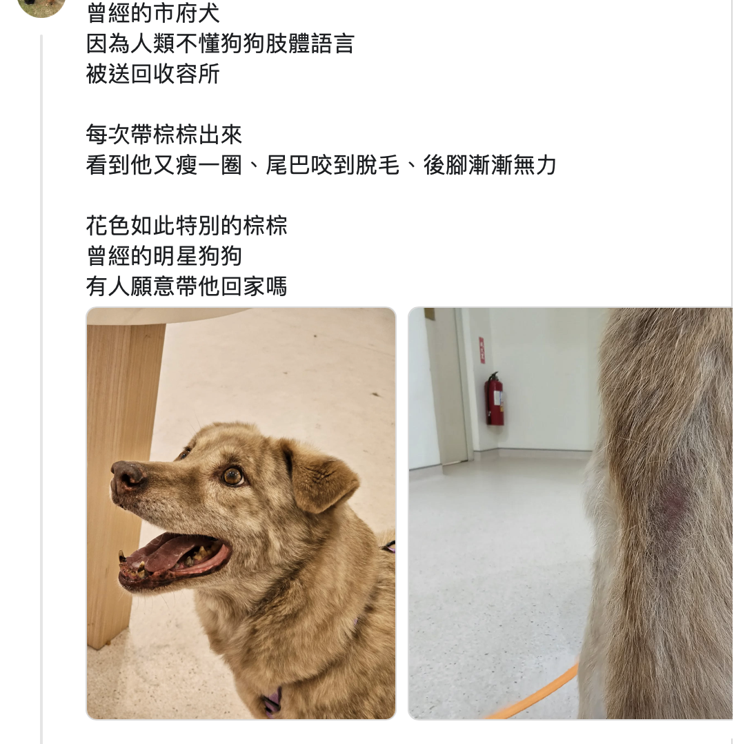 林智堅昔日「市犬棕棕」爆被棄養！高虹安證實「上任前已被送回動保所」原因曝光