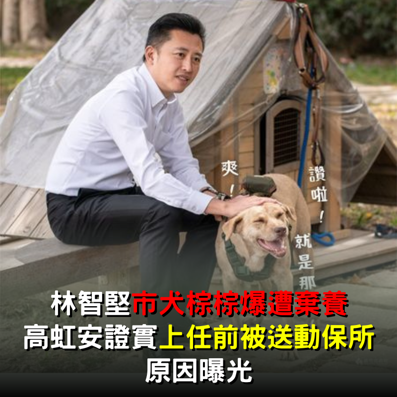 林智堅昔日「市犬棕棕」爆被棄養！高虹安證實「上任前已被送回動保所」原因曝光