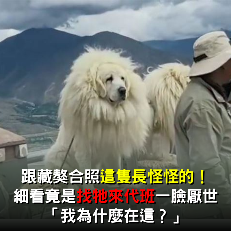 跟藏獒合照這隻長怪怪的！ 細看竟是「找牠來代班」一臉厭世 ：我為什麼在這？
