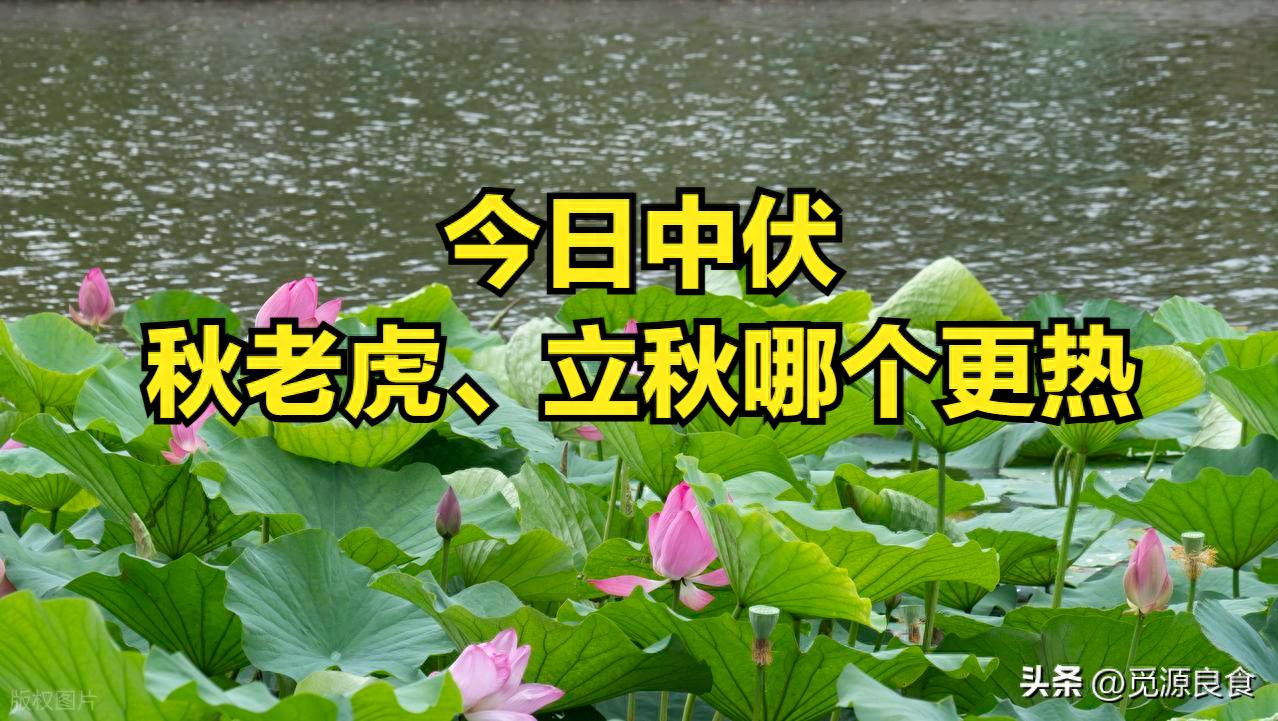 中伏7/30！今年「有沒有秋老虎」就看今天　一情況「立秋後將秋後算帳」