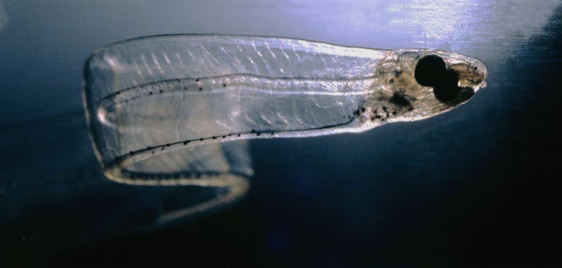 海中抓到「罕見全身透明魚」！魚刺「清晰可見」專家籲：千萬別吃