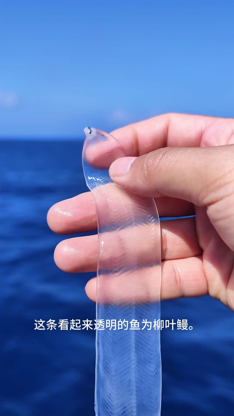 海中抓到「罕見全身透明魚」！魚刺「清晰可見」專家籲：千萬別吃