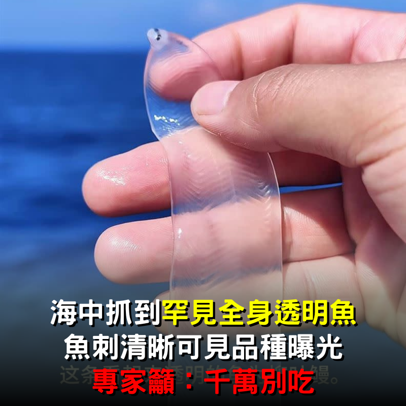 海中抓到「罕見全身透明魚」！魚刺「清晰可見」專家籲：千萬別吃