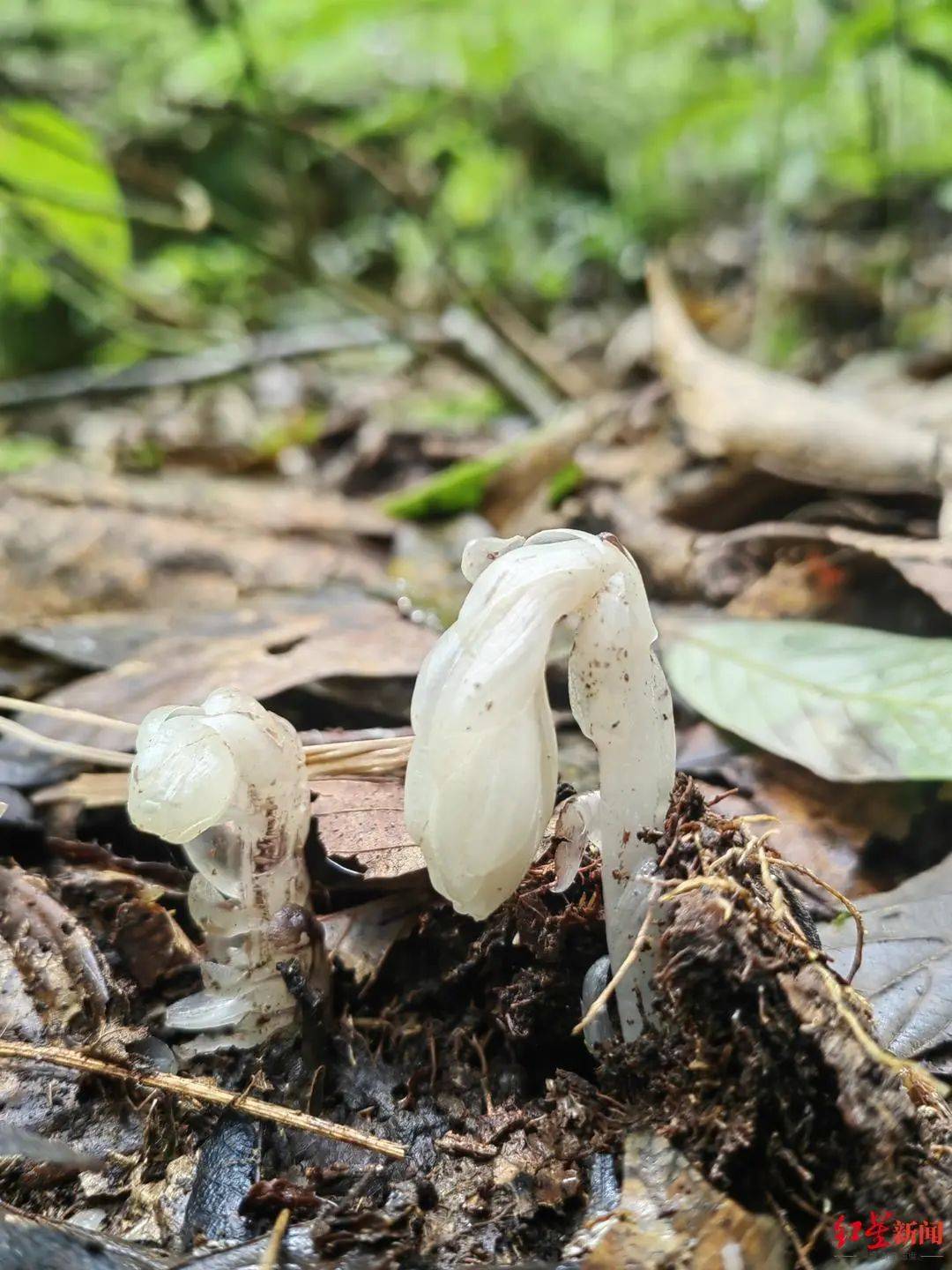 發現7株罕見「冥界之花」！每年露出地表「僅40多天」一碰就枯萎