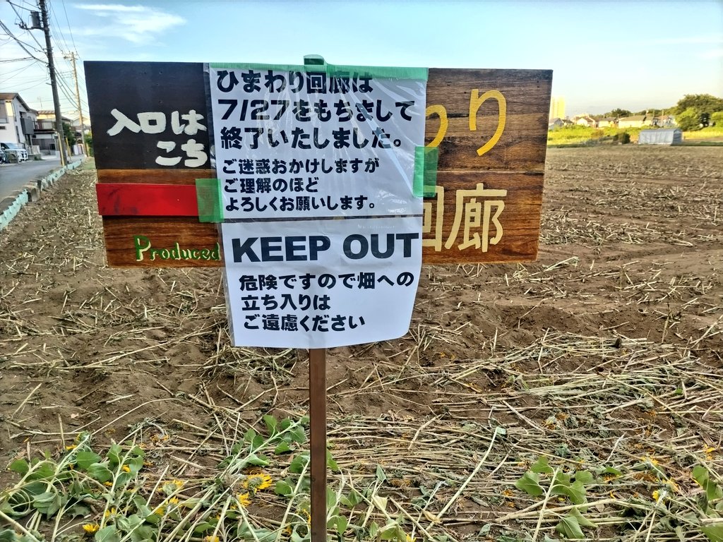 金色花海沒了！熱門打卡花田「遊客大鬧亂停車」　田主「崩潰夷為平地」慘狀曝光