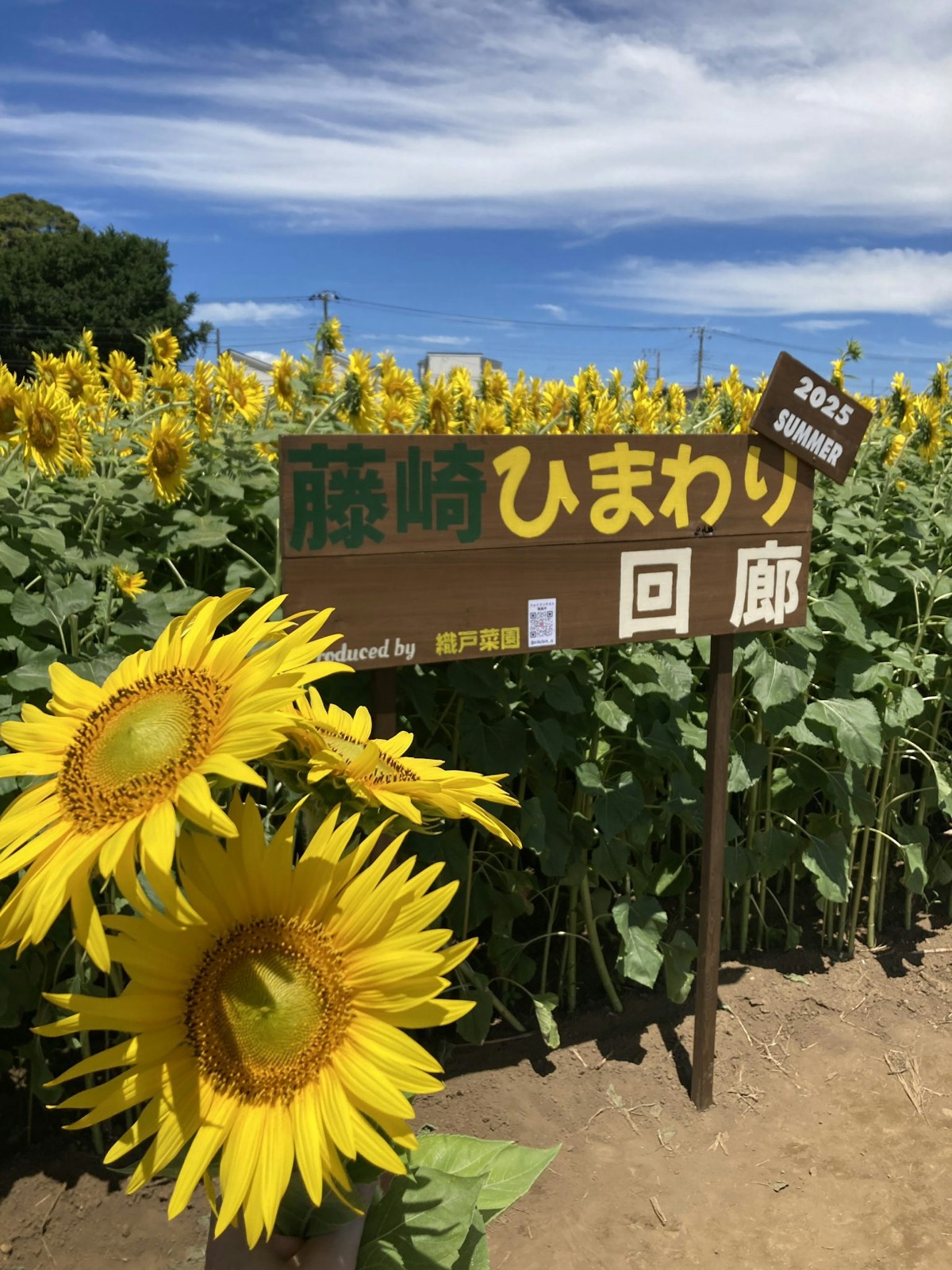金色花海沒了！熱門打卡花田「遊客大鬧亂停車」　田主「崩潰夷為平地」慘狀曝光