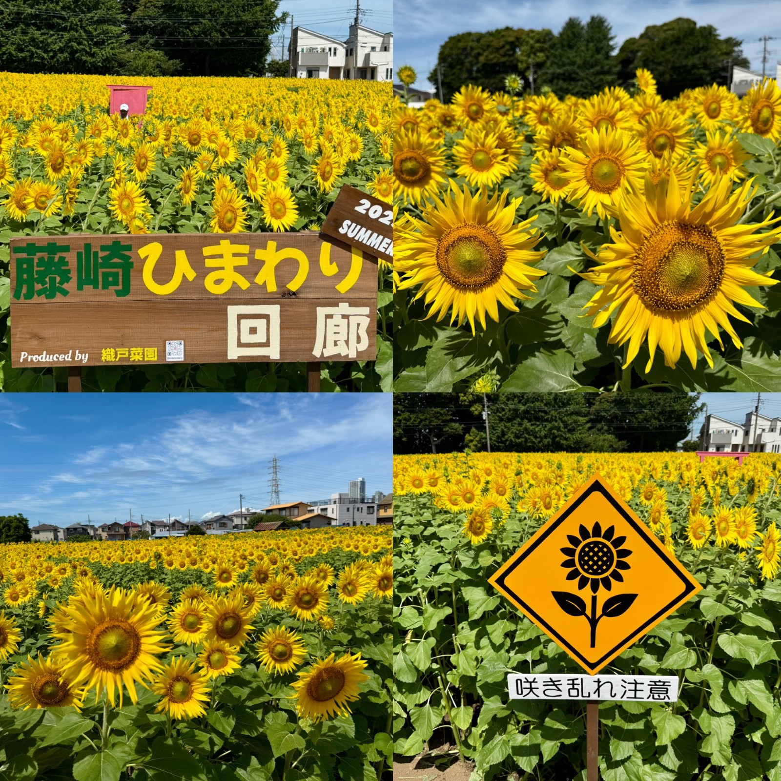金色花海沒了！熱門打卡花田「遊客大鬧亂停車」　田主「崩潰夷為平地」慘狀曝光