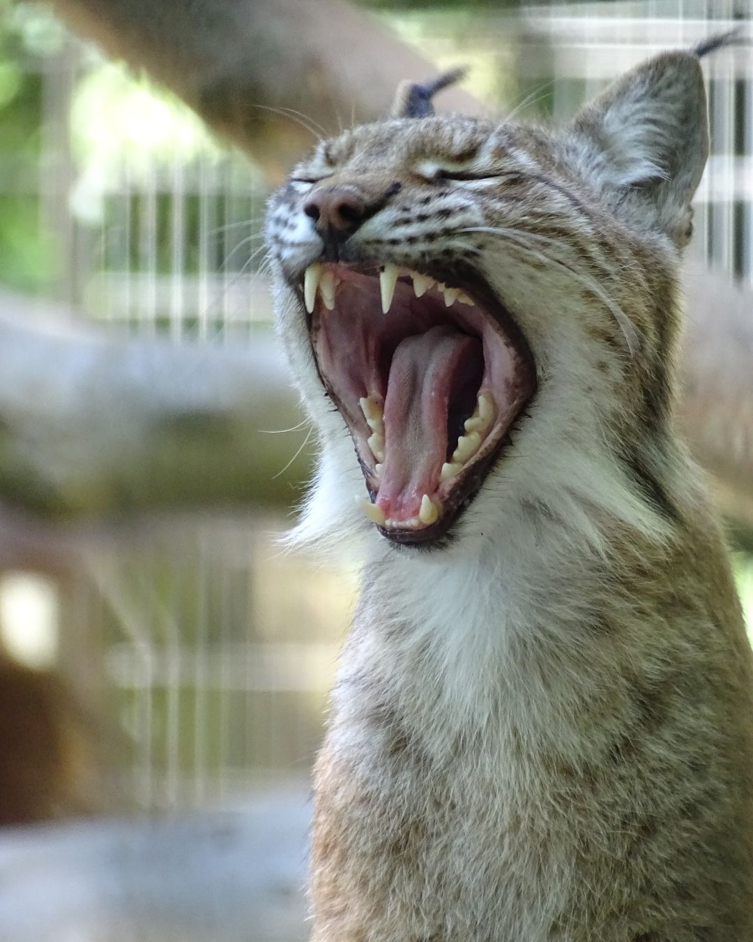徵求民眾「不要的健康寵物」！動物園公開原因：要拿去餵掠食性動物