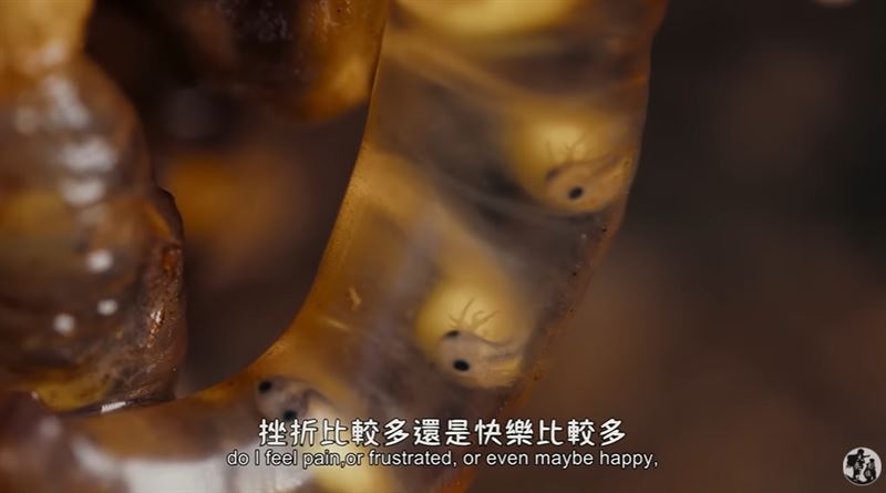 山椒魚爸「戴甜甜圈頭套」Q爆！原因曝光竟是「藏著最深的父愛」