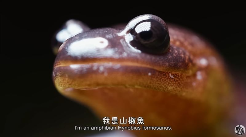 山椒魚爸「戴甜甜圈頭套」Q爆！原因曝光竟是「藏著最深的父愛」