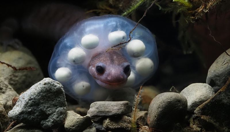 山椒魚爸「戴甜甜圈頭套」Q爆！原因曝光竟是「藏著最深的父愛」