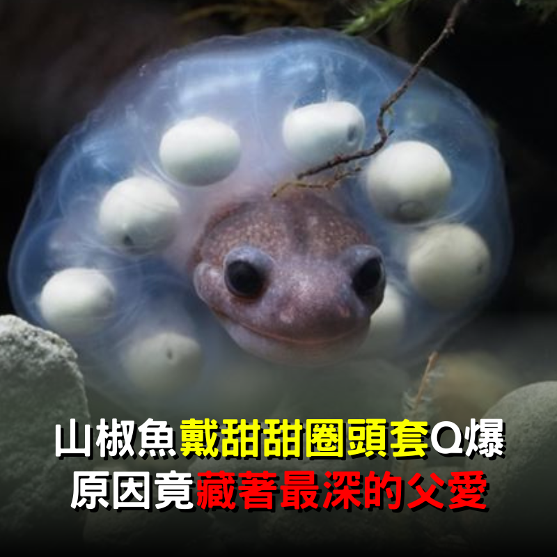 山椒魚爸「戴甜甜圈頭套」Q爆！原因曝光竟是「藏著最深的父愛」