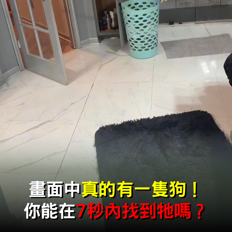 畫面中真的有狗狗！你能在7秒內找到它嗎？