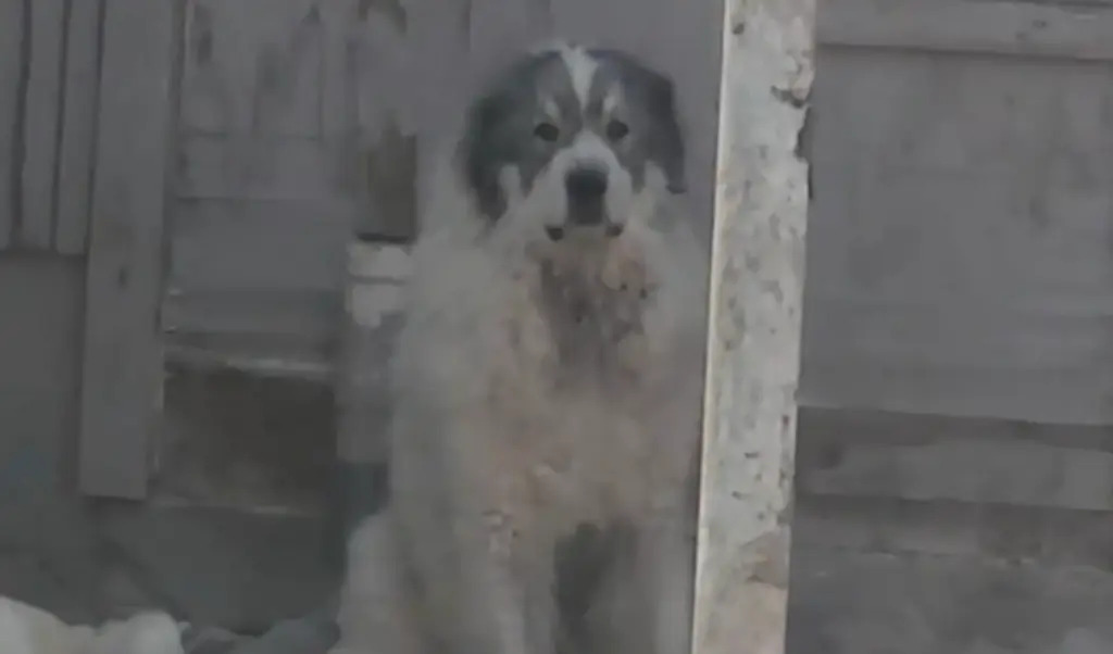 少女遭16惡犬包圍撕咬！ 「縫500針才撿回一命」痛喊： 媽媽我還漂亮嗎...